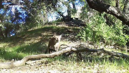 Trail camera records mountain lion running at full tilt in California
