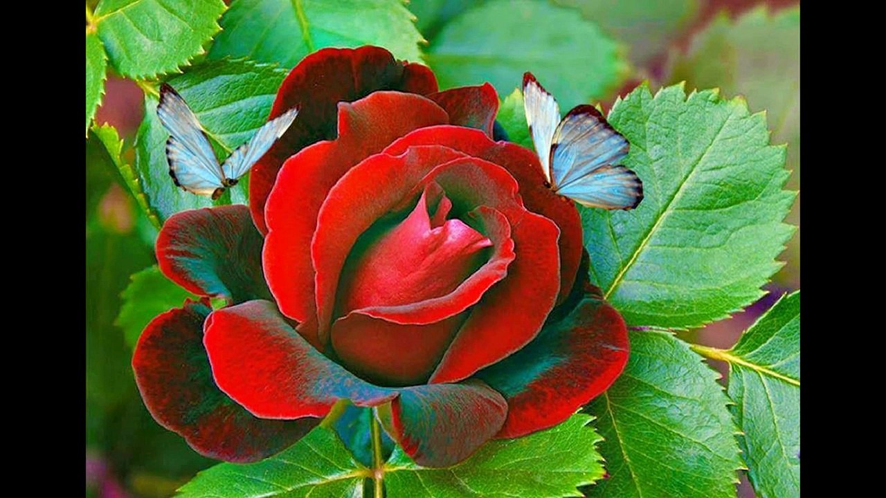 Good Morning Wishes...Message..       ....Whatsaap Rose Video