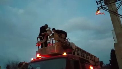 Nusaybin'de Direkte Mahsur Kalan Kedi Kurtarıldı