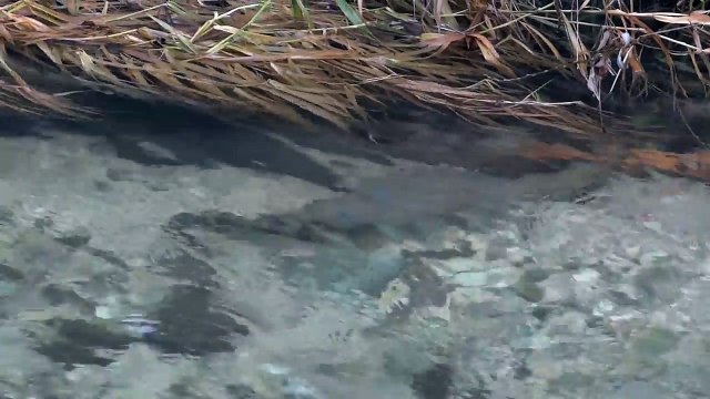 Truites qui frayent dans le Furon