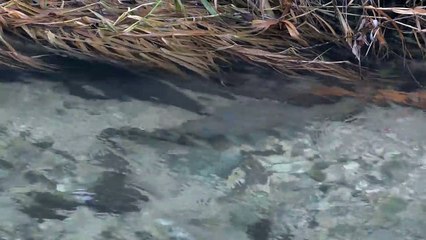 Truites qui frayent dans le Furon