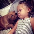 Un chiot tente de réveiller un enfant en le léchant