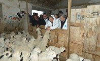 Fakıbaba: 300 Koyun Projesi Yanlış Anlaşıldı