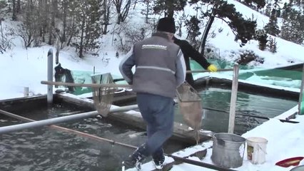 Kara Kış" Kendini Göstermeyince Kültür Balıkçısının Yüzü Güldü - Kars