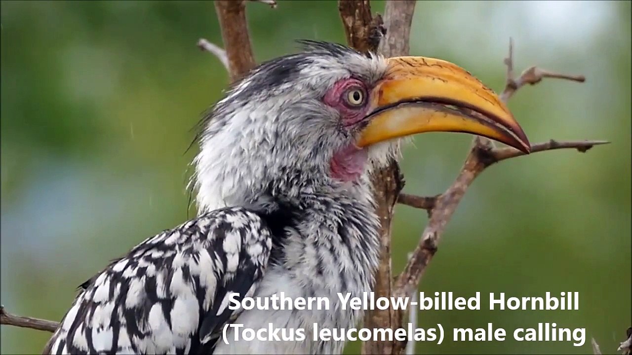 Funny_birds_Kruger__NP,_SOUTH_AFRICA