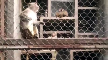 #Cute_#Cats_#videos_of_cute_#kittens__2016__#funny_cat_in_kitten_videos_#Compila