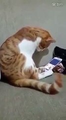 Ölen sahibini telefonda gören kendinin verdiği inanılmaz tepki