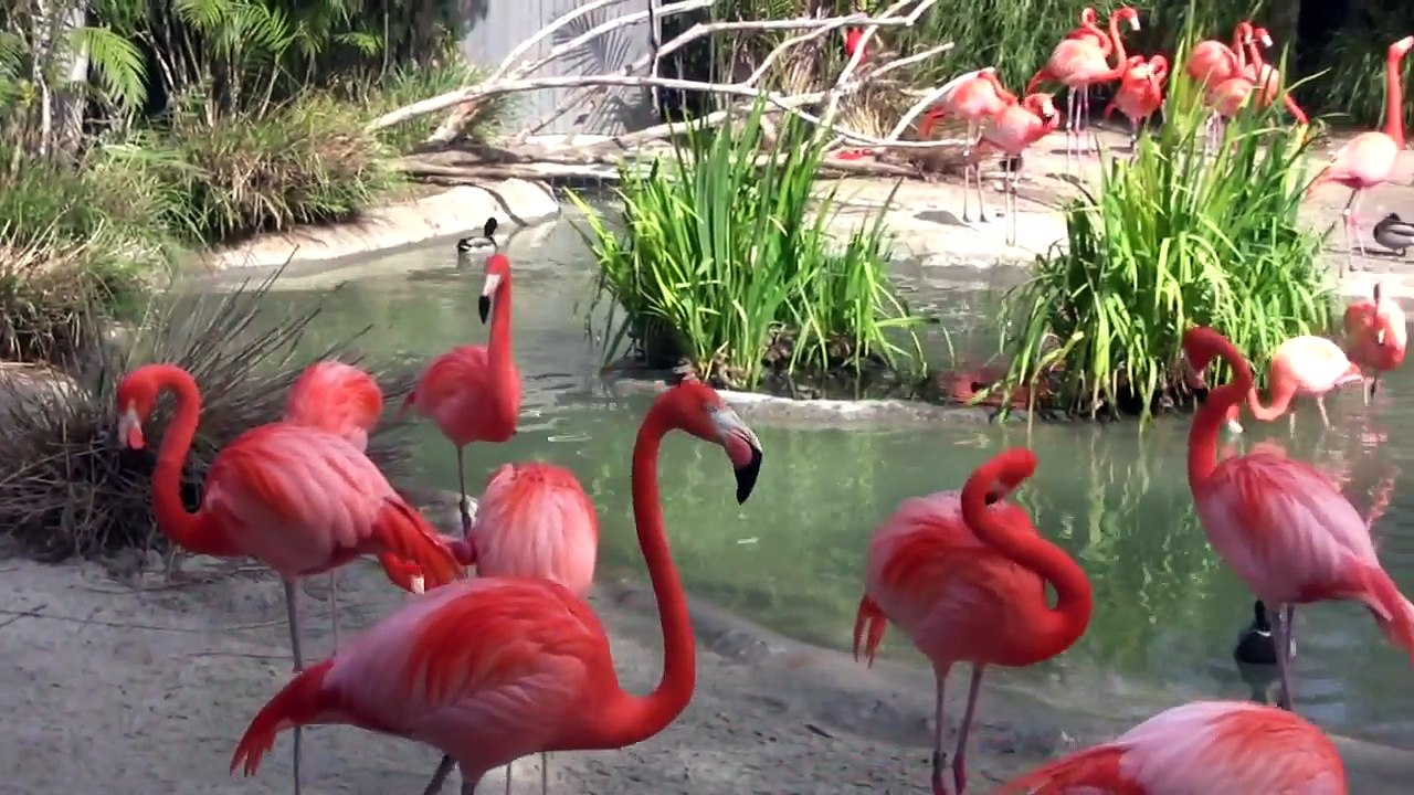 Pink_Flamingos_at_the_San_Diego_Zoo_(in_HD)