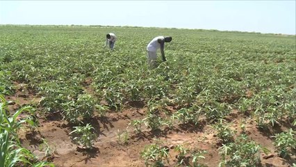 منظمة الفاو: 54% من سكان أفريقيا يتجهون للمجال الزراعي