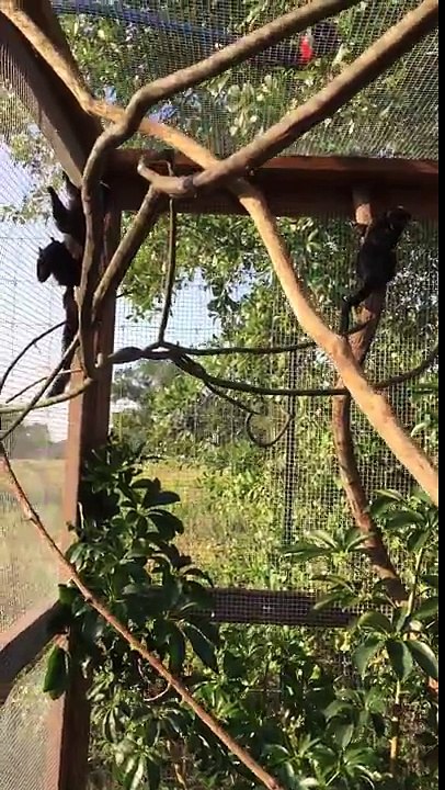 Tiny_Little_Monkey