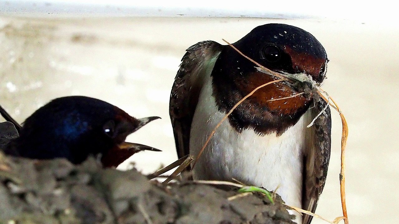 Swallows_Nesting