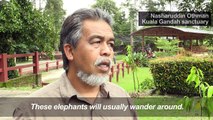 Malaysia elephant sanctuary trumpets effort to cut human-animal