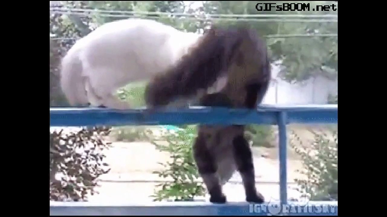 Awesome_Funniest_Animals__New_Funniest_Pets