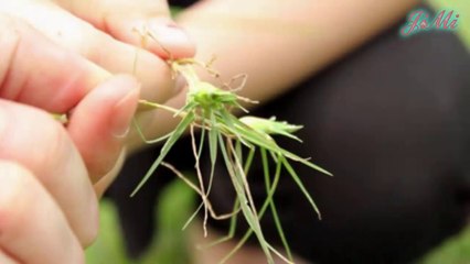 Cỏ gà - Tuổi thơ & Một thời để nhớ