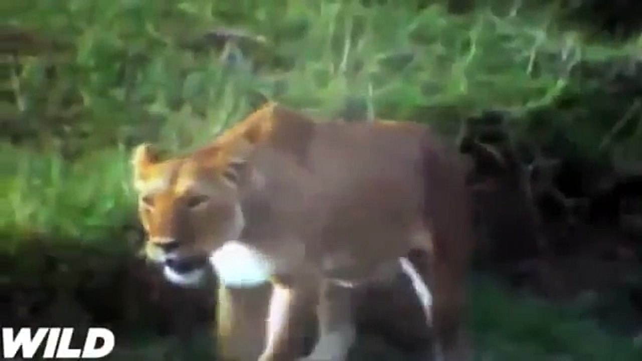 Lion_VS_Crocodile_,_Lion_Save_Zebra_From_Death