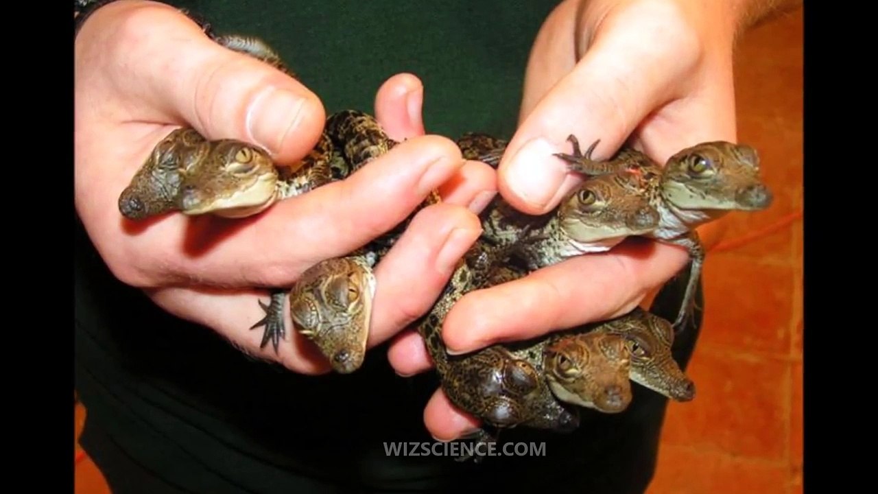 Morelet_s_crocodile_-_Video_Learning_-_WizScience.com