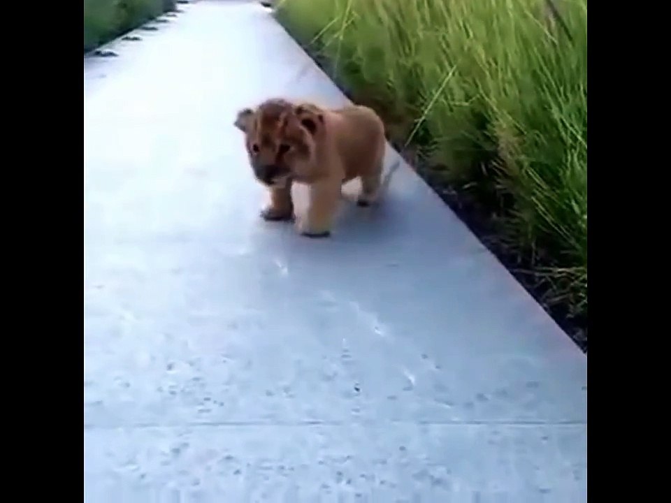 This_tiger_Cub_and_This_Lion_Cub_Trying_to_Roar_is_the_Cutest_Thing_You_Will_See