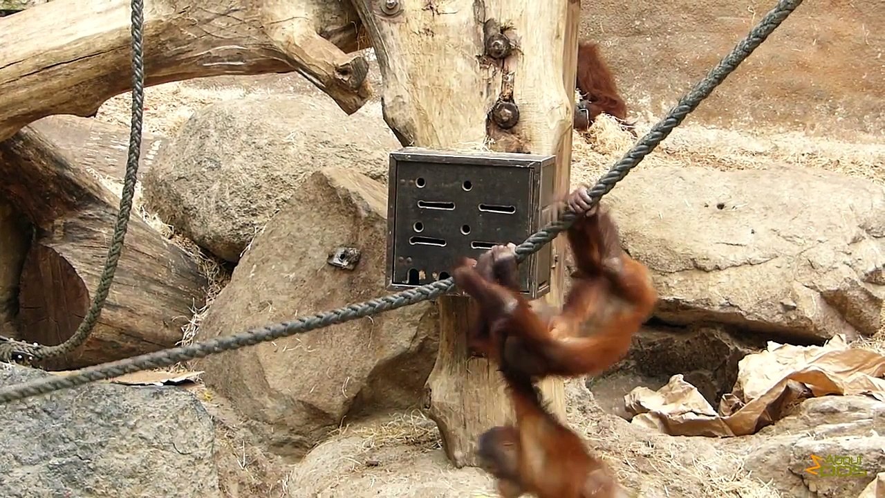 Two_young_orangutans_engage_in_a_playfight_at_Munster_Zoo