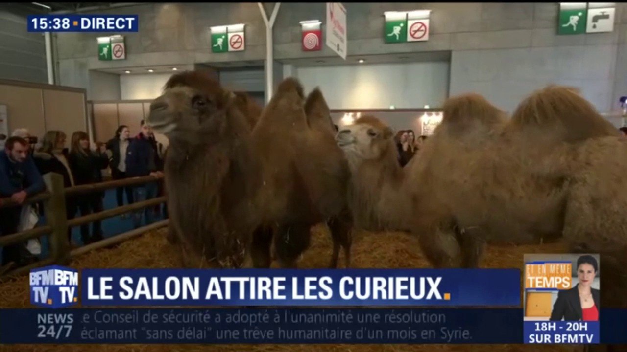 Salon de l’agriculture: 4000 animaux, dont des chameaux et des dromadaires