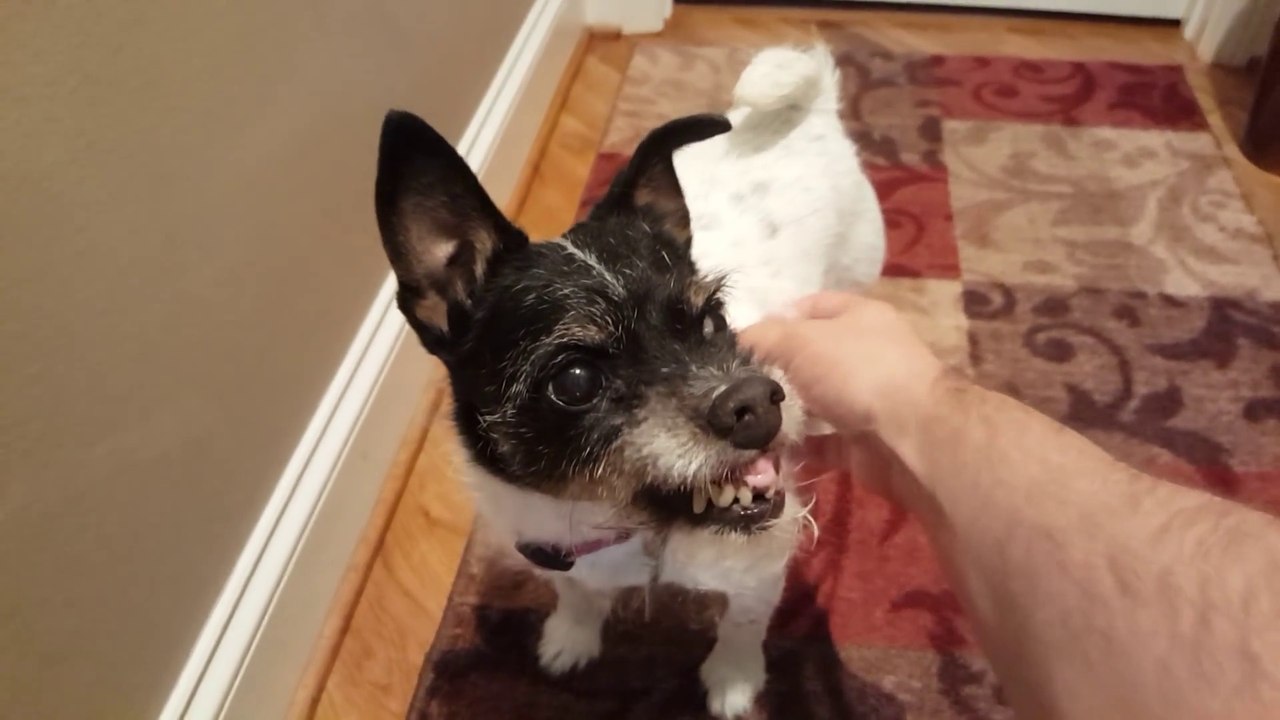 C'est pas un chien c'est un gremlins... Moche