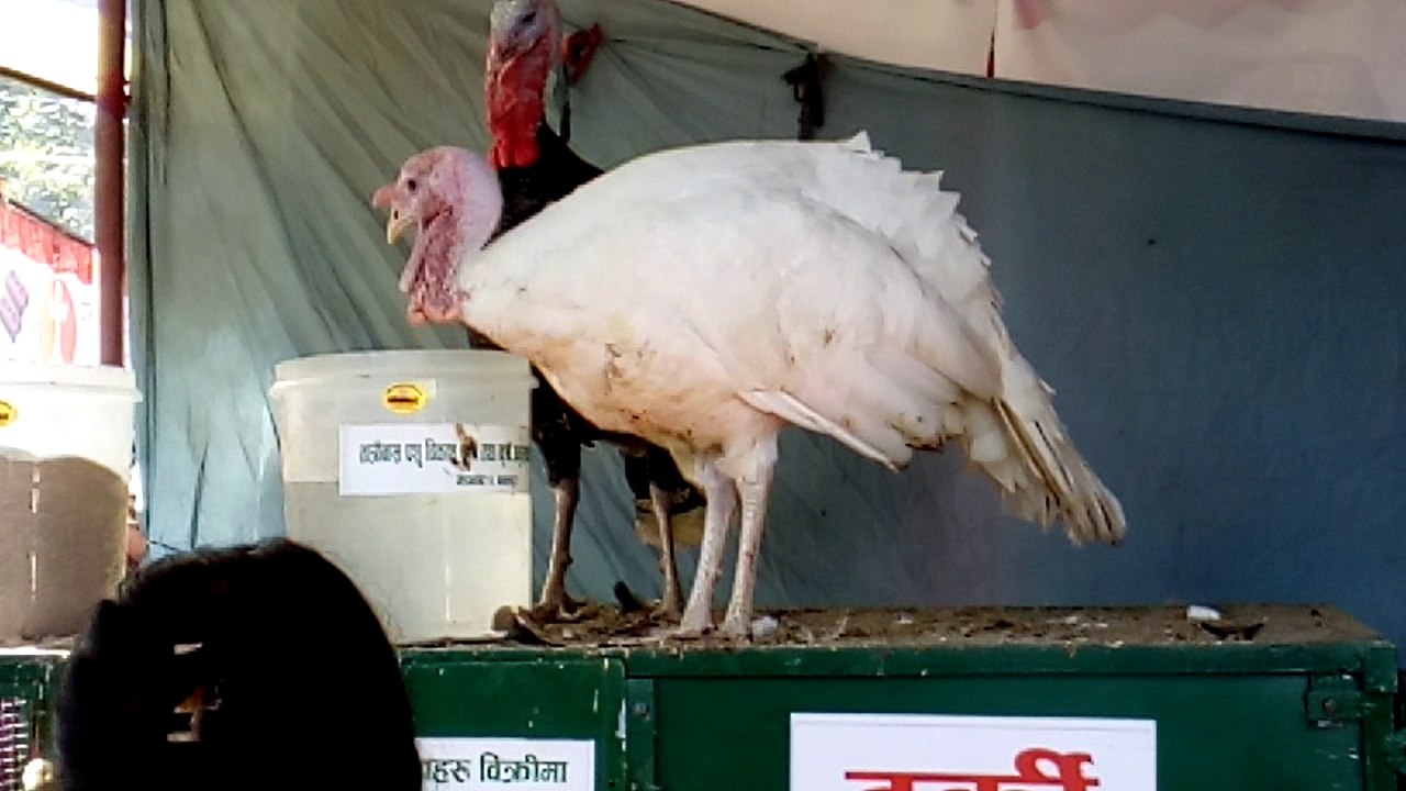 Turkey Bird