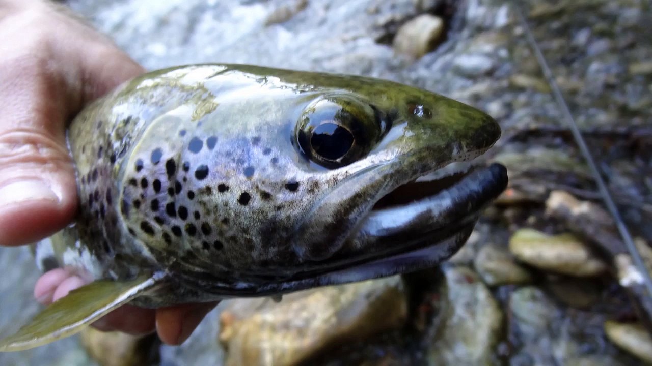 Fermeture truite 2013 toc et seche en sud Isere