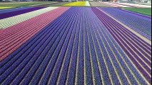 Survolez les champs de tulipes aux Pays-Bas, comme si vous y étiez…