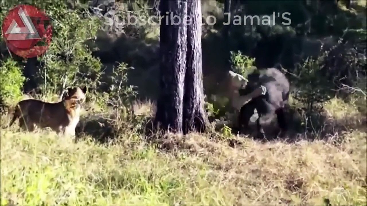 Wild Animals Fighting - Lion vs Baboon, Buffalo, Video African Animals