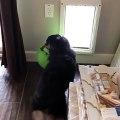 Ce chien veut sortir avec son ballon à travers la porte !! Raté !