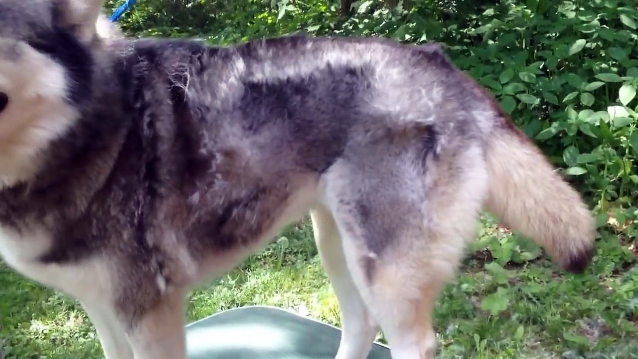 Soufflage de milliers de poils d'un chien Husky : des nuages s'envolent !