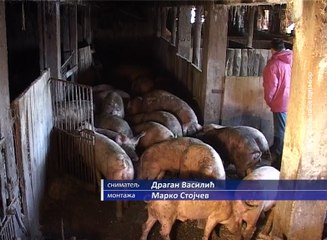 U porodici Marković puni obori i štale  , 25. februar 2018. (RTV Bor)