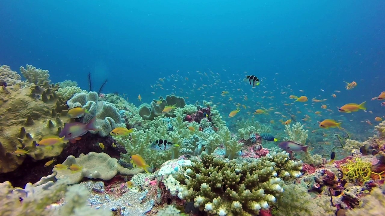 Maldives Février 2018