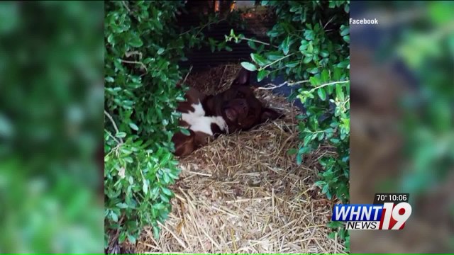 Alabama Community Holds Funeral for Stray Dog