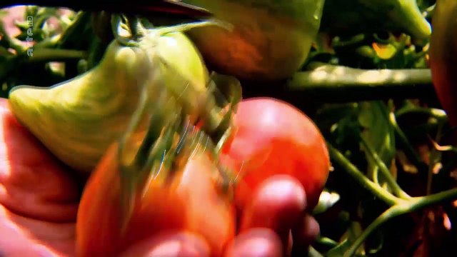 Cuisines des terroirs - La Provence