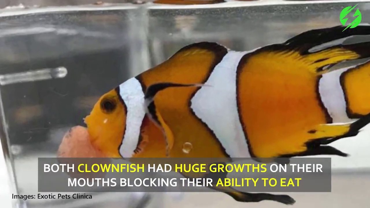 Ce poisson nemo a un énorme kyste à la bouche et il va etre opéré