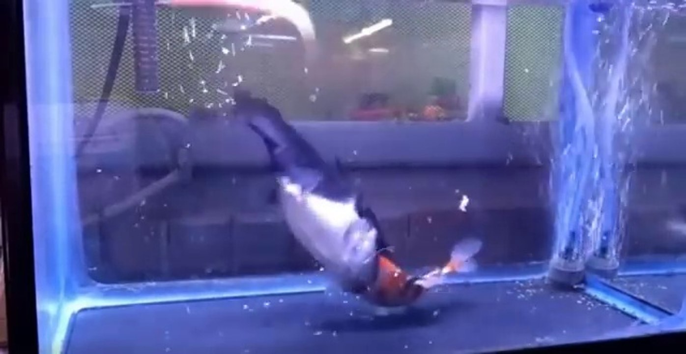 Ne Laissez Jamais Un Poisson Chat Avec Un Poisson Rouge Dans Votre Aquarium Video Dailymotion
