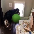 Ce chien voulait sortir avec son ballon, ce sera pour une autre fois