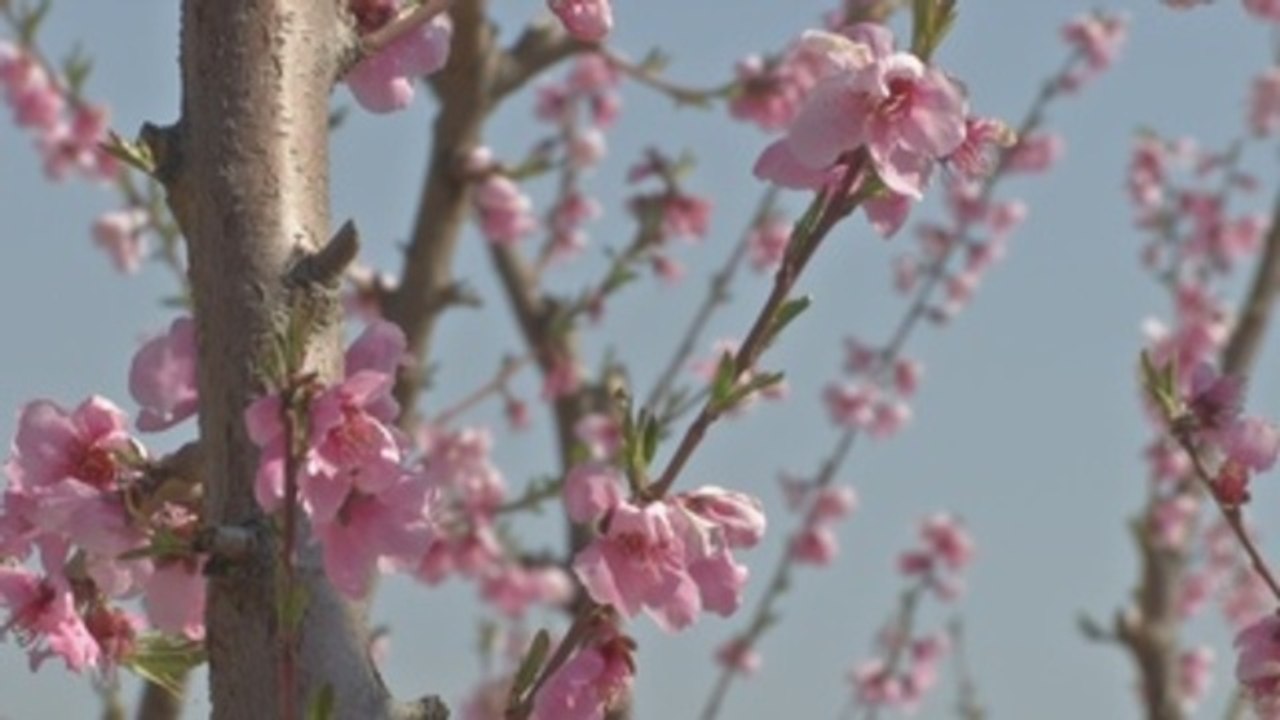 Cieza estalla en primavera con la floración de frutales