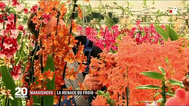 Vague de froid : les maraîchers sont inquiets