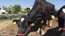 Disease threatens livestock on Syrian border in Lebanon