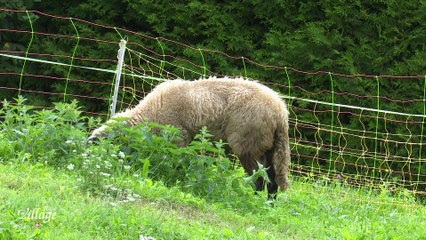 La Place du Village [S.1][E.114] - S1:E114 - Bonvillard Combe de Savoie
