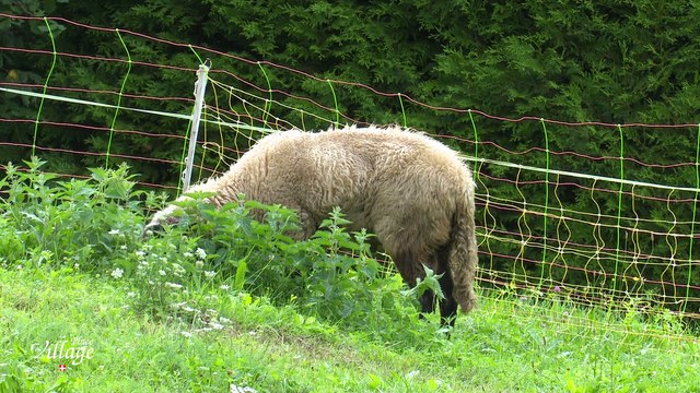 La Place du Village [S.1][E.114] - S1:E114 - Bonvillard Combe de Savoie