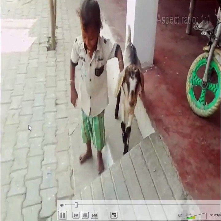 Child playing With Goat.