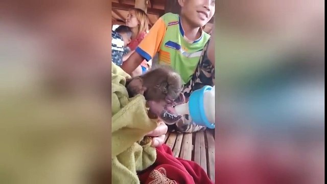 Kì lạ chú lợn con sinh ra với thêm một chiếc vòi voi ở trên mặt, đươc dân làng vây quanh chăm sóc