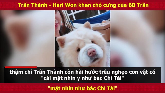 Trấn Thành - Hari Won khen chó cưng của BB Trần mặt nhìn như bác Chí Tài