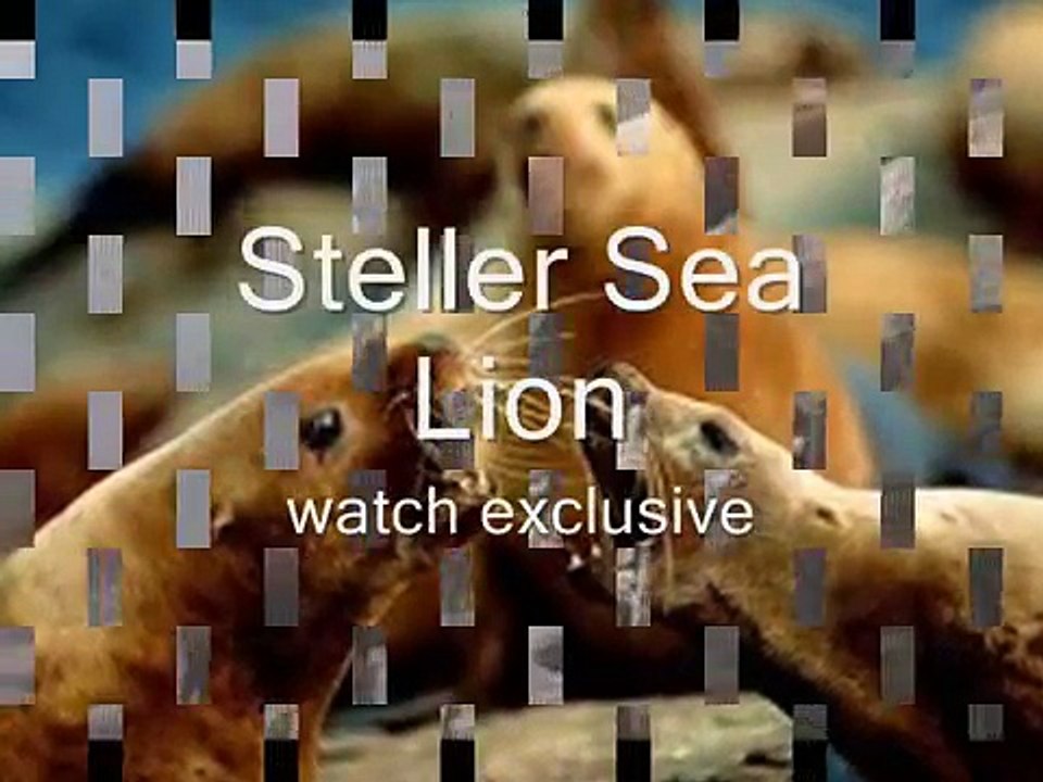 Sea_Lion_Strikes_a_pose_amongst_his_diminutive_cousins_in_California
