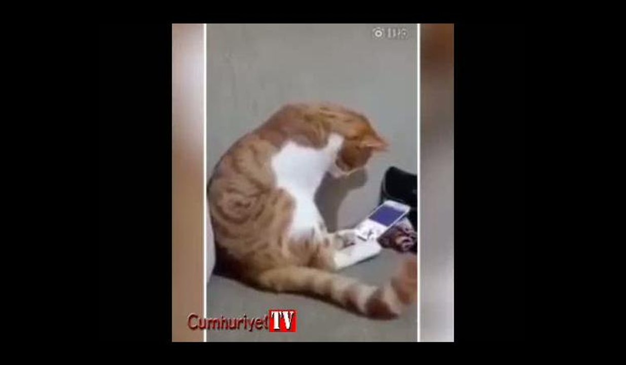 Ölen sahibini telefonda gören kedinin tepkisi izleyenleri duygulandırdı