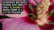 Bees Pollinate Flowers Differently
