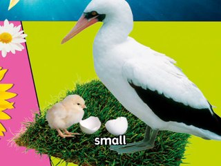 Happy Hearts Level 1 Across the Curriculum Big and Small