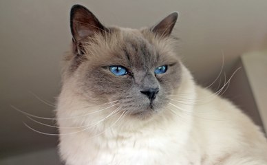 Les plus belles races de chats au monde